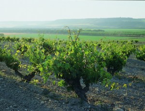 Nabal+-+Vineyard+near+the+winery
